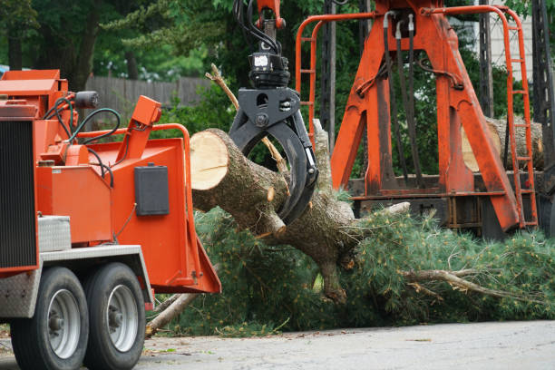 Reliable Pleasureville, KY Tree Care Services Solutions