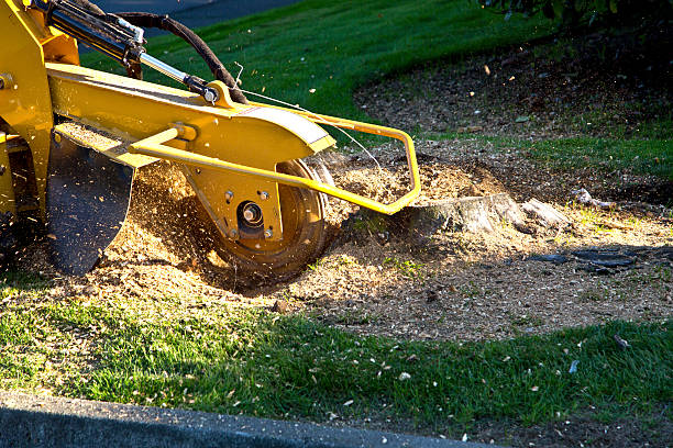 How Our Tree Care Process Works  in  Pleasureville, KY